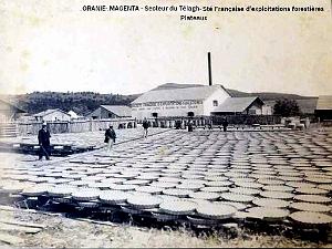 MAGENTA - SOCIETE FORESTIERE04